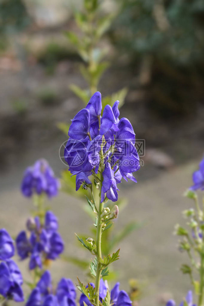 杂色附子花拉丁名Aconitumvari图片