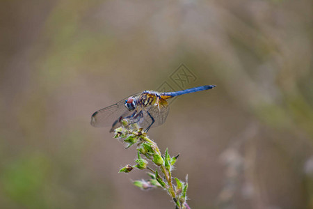 五颜六色的蓝色蜻蜓在绿色植物上休息图片