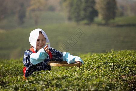 清晨在绿茶田里采绿色茶叶的日本女工图片