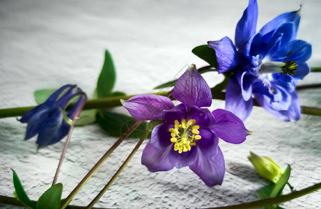 美丽的紫色花朵在光背景图片