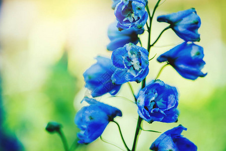 背景质花飞燕草蓝色的花朵背景模糊花图片