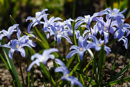 蓝色春天的花朵盛开花园里的鲇鱼Chionodoxa是早期的多年生植物图片