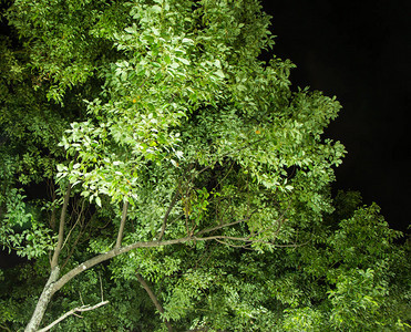 绿樟树夜景图片