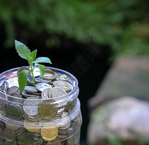 植物用一壶钱或储蓄硬币吞噬图片