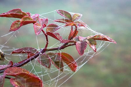 玫瑰绿叶上的蜘蛛网在绿草背景下图片