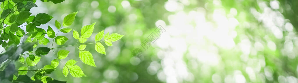 特写美丽迷人的绿叶自然景观图片