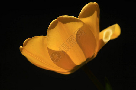 春天花园里的黄色郁金香图片