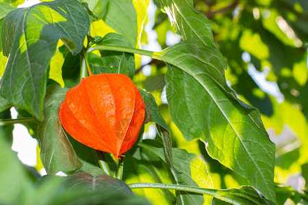 酸浆植物的鲜橙色果实背景图片