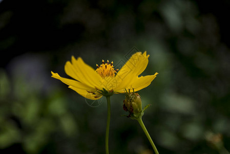 花园绿地中黄花的雄蕊图片