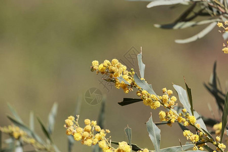 金花和金果树叶Acaciapycn图片