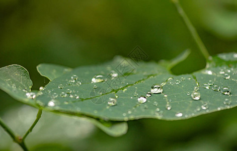 雨后明亮的植物群背景图片