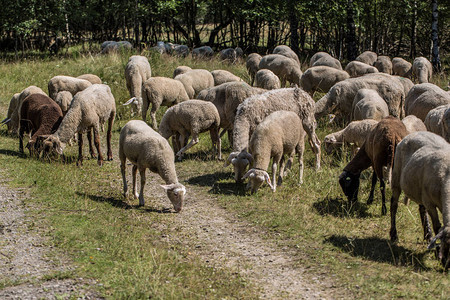 羊群在绿色的草地上吃草图片