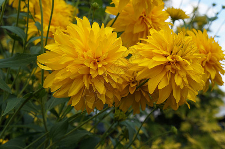 夏天花园里的Heliopsis黄色花图片