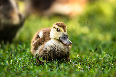 草地上的夏日小鸭图片