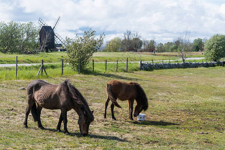 在草原上放牧马匹在瑞典奥兰德岛背景中图片