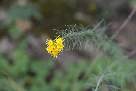 Goldilocksaster黄色花拉丁名Galatellalin图片