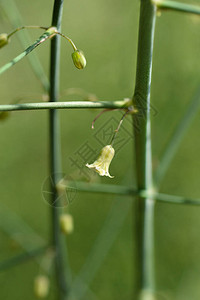 Asparagusoligoclonos小黄花拉丁名oligo图片