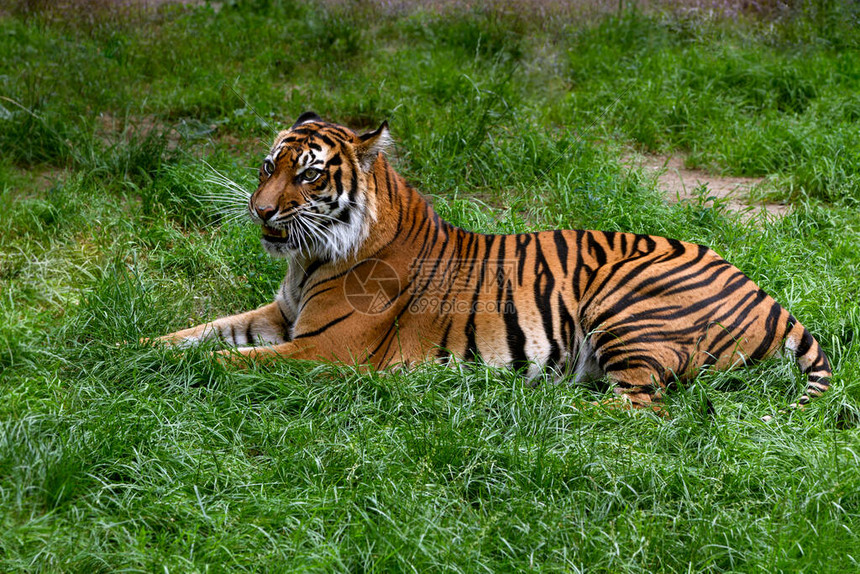 肖像罕见的苏门答腊虎栖息于印尼苏门答腊岛大老虎在动物园里阳光明媚图片