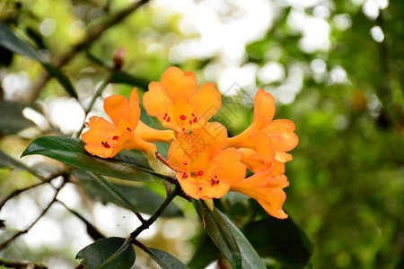 Rhododendron的黄花图片