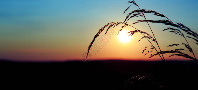 自然界的野草日落背景模糊的夏季背景图片