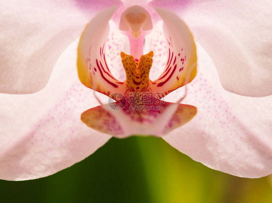 粉红兰花的紧贴花朵Back图片