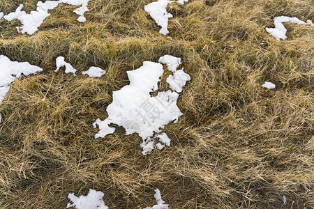 黄枯草上的第一场雪图片