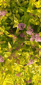 淡绿色叶子上的紫色花朵图片