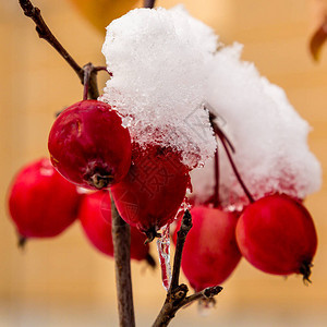 雪中树枝上的红莓在花园的冬天图片