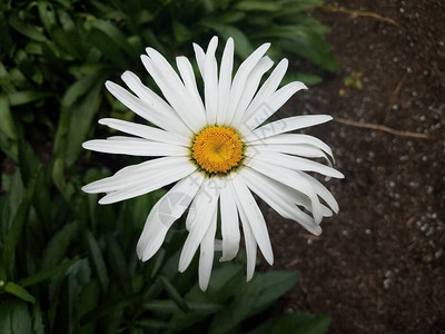 棕色土壤中的白黄花绿叶植物图片