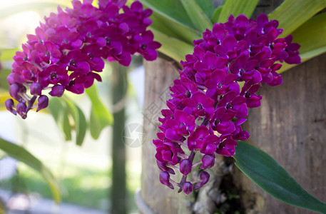 紫色rhynchostylisgigantea兰花图片