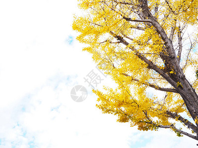 在蓝天空背景下关闭ginkgo图片