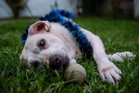 白狗躺在草地上用网球和蓝花环图片