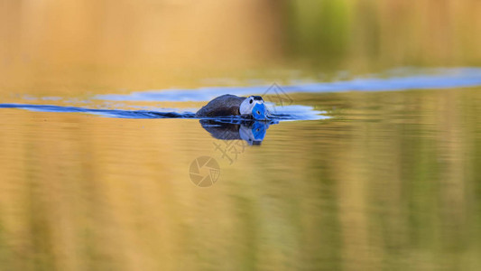 鸭子在湖里游泳可爱的蓝嘴鸭黄色绿水自然背景鸭图片