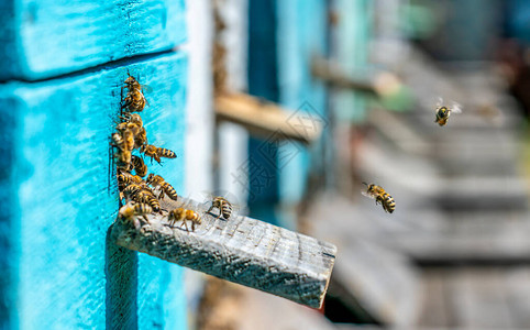 有颜色的蜂箱蜜蜂带着蜂蜜回图片