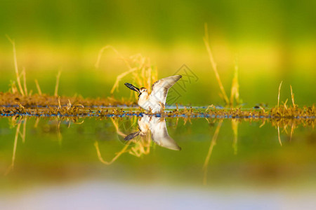 水和鸟多姿彩的自然湿地背景图片