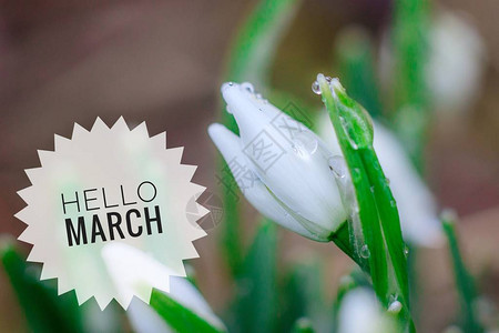 三月你好啊横幅你好三月图片与文字与鲜花合影带花的照片上的文字新的一个月春天背景