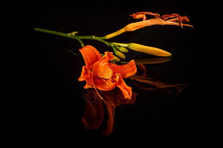 黑镜表面有反光的一枝橙色李花和鲜少未盛开的绿花图片