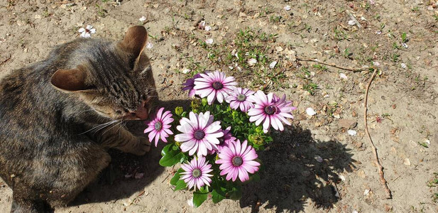 猫嗅初夏之花背景图片