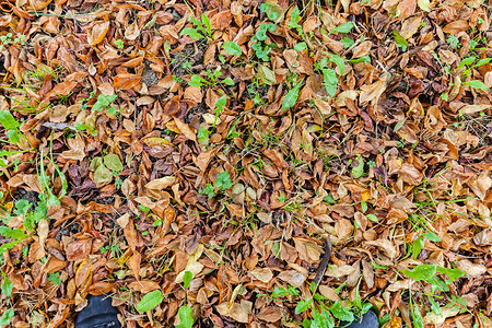 秋季落叶以多彩色调子在地面上落叶注图片