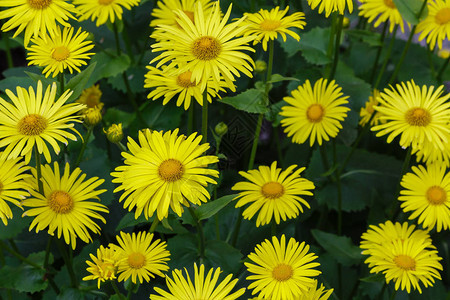 与黄色雏菊的花卉背景自然背景中的黄色雏菊花春天花园中的图片