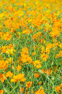 橙黄色花园背景图片