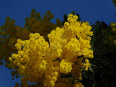 含羞草或Acaciadealbata黄色花图片