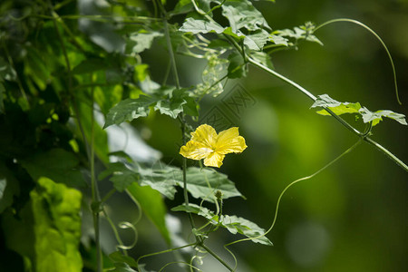 苦瓜菜小黄花图片