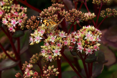 大黄蜂在景天或OrpineLivelonghylotelephiumMatrona的花朵上采集花蜜多年生多肉植物的夏季花头hyl图片