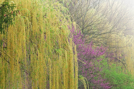 美国密歇根州Foggy春风中流泪的背景图片