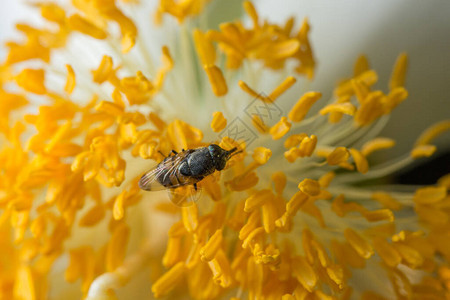 蜜蜂宏观尺度与花图片
