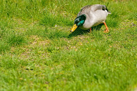 院子里的野鸭在绿草地上行走图片