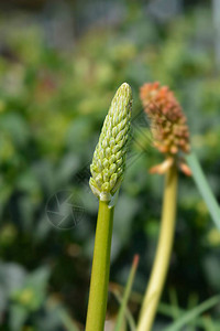 炽热的扑克花拉丁名Kniphofia背景图片