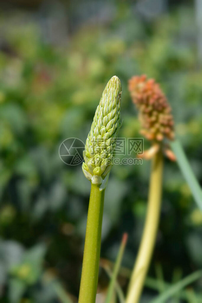 炽热的扑克花拉丁名Kniphofia图片