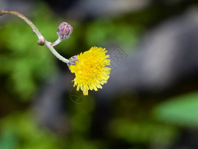 属于dandelion家族的花朵图片